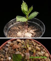 Image result for Ceropegia conrathii