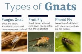 The Gnats You Commonly Find In Your Home Are Likely Fungus Gnats Fruit Flies Or Drain Flies Phorid Flies In 2020 Fruit Flies How To Get Rid Of Gnats Gnats