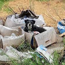 Tis senior dog woke up in an empty box and realized his family moved  without 🥺