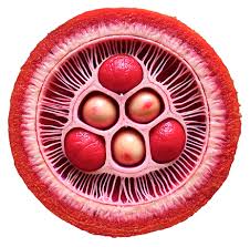 Image result for Pentadiplandra brazzeana