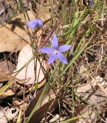 Image result for Wahlenbergia subaphylla