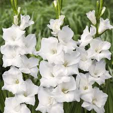Check spelling or type a new query. Gladiolus Bulbs White Prosperity Spring Flower Bulbs Eden Brothers