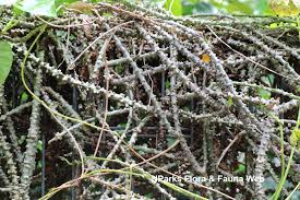 Image result for Tinospora fragosa