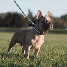 Find the perfect french bulldog puppy for sale in texas, tx at puppyfind.com. 9 Best French Bulldog Breeders In Texas 2021 We Love Doodles