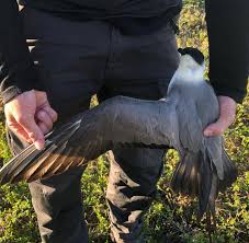 Image result for Viridivia suberosa