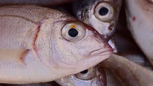 Total ada lebih dari 25 ribu spesies ikan yang diketahui yang tersebar. Jenis Jenis Ikan Laut Yang Populer Untuk Dikonsumsi Kepogaul