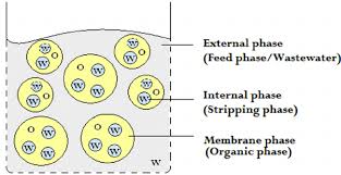Squalene-Based Oil-In-Water Emulsion Adjuvants | Ijn