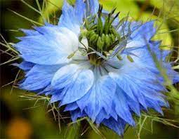 Blue Love In Mist Flower To Represent Binding Meaning Of Blue Flowers Blue Flowers
