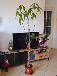 Image result for pachira obrázek