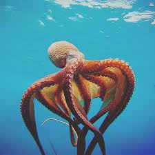 Animals Wildlife On Instagram Octopus Cyanea Photography By Edahlmeier Tag Wildlifep Beautiful Sea Creatures Ocean Creatures Pictures Of Sea Creatures