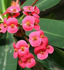Image result for Euphorbia eranthes
