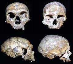 Neandertal 1 — das schädeldach des neandertalers aus dem neandertal (lithografie von 1859 neandertal — this article is about the valley in germany. The Meaning Of Neandertal Skeletal Morphology Pnas