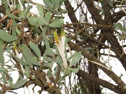 Image result for Agelanthus lugardii