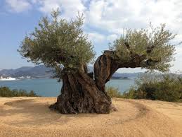 Onlajn Psiholog Domashnih Pitomcev Animal Psychology Https Www Facebook Com Animal Psychology Psiholog Onlajn Psihologi Weird Trees Unique Trees Old Trees