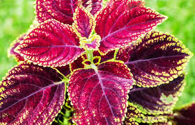 Forskolin Extract for Weight Loss | Weight Loss Supplements