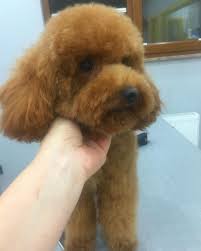 grooming pet petkuafor kopek kedi mops pug boo pomeranian toypoodle maltese teddy bear teddy animals