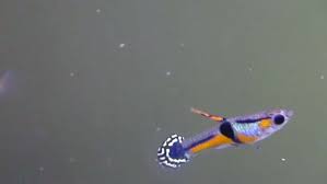 Pin By Ozgur Gemici On Guppy S And Family Guppy Beautiful Fish Fish Pet