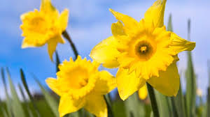 Traditions And History Of Wales Welsh Facts And Information National Flower Of Wales Saint David S Day Daffodils