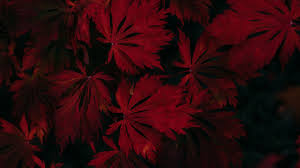 Leaves Red Black Dark Plant 4k Red Leaves Black Wallpaper Chinese Garden Black Wallpaper Every image can be downloaded in nearly every resolution to ensure it will work with your device. black dark plant 4k red leaves