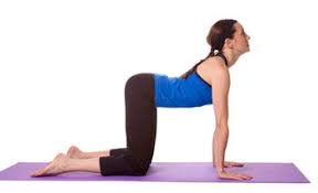 Gavasana The Cow Pose Yoga Poses For Beginners Yoga For Beginners Yoga Poses
