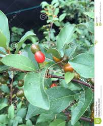 Image result for goumi