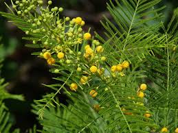 Image result for Acacia davyi