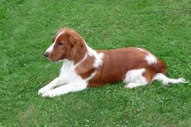 Image result for velššpringršpaněl