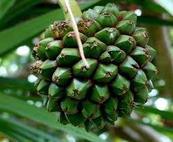 Image result for Pandanaceae
