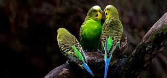 Soundbible.com has thousands of free sound effects for everyone. Parakeet Sounds Free Sound Effects Animal Sounds