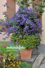 Image result for Lycianthes rantonnetii