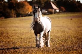 diese herbstfarben der herbst ist die schonste zeit um fotos zu machen tschesix pferdefotografie horsephot pferde fotografie pferdefotografie fotografie