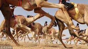 So big that there is tv channel dedicated exclusively to the transmission of camel races, local and abroad. Cgtn Jockeys Compete In Camel Race In Uae Camel Racing Facebook