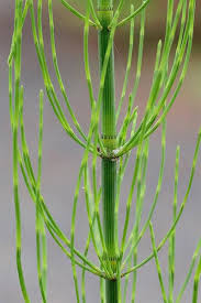 Image result for Equisetum