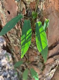 Image result for Tragia brevipes-benthamii-okanyu