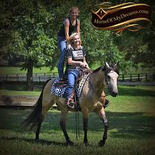 Beautiful correct and straight quarter horse palomino for sale. Sold Horses Horse Of My Dreams