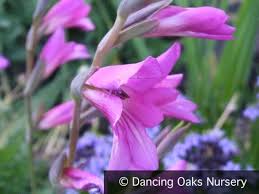 Image result for Gladiolus zambesiacus