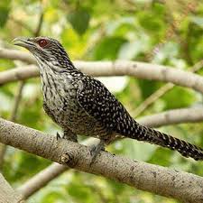 (10) there is no sane reason to review the acting or storyline in a night to dismember. English To Malayalam Dictionary Meaning Of Cuckoo In Malayalam Is à´• à´¯ à´² à´• à´• à´² à´¶ à´¦ à´§à´—à´¤ à´• à´• à´°à´¨