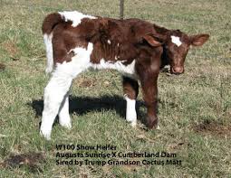Black Angus Calves For Sale Near Me Show Calves For Sale Cattle For Sale Calves For Sale Show Cattle