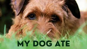 I dont think it would work for mice. What Should I Do If My Dog Ate Rat Poison Pethelpful