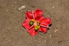 Image result for Blighia