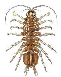 Macroinvertebrate Identification Game Creek Connections