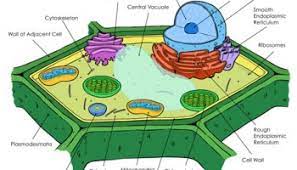 Maybe you would like to learn more about one of these? Printable Animal Cell Diagram Labeled Unlabeled And Blank