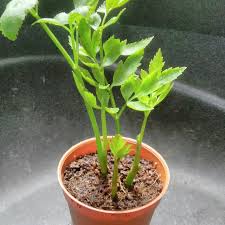 Cara tanam selom (panduan lengkap hari pertama sampai tuai). Young Selom æ°´èŠ¹ Home Furniture Gardening On Carousell