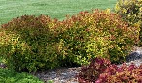 Image result for Spiraea bumalda