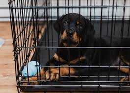 Generally speaking, a tired puppy is a good and quiet puppy. Crate Training A Puppy Everything You Need To Know Purewow