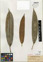 Image result for Ficus barteri