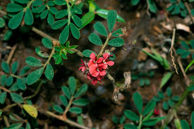Image result for Indigofera transvaalensis