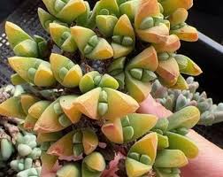 Image result for Kedrostis leloja