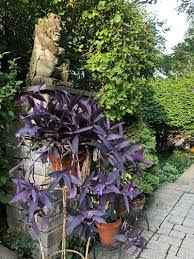 Image result for Tradescantia pallida