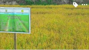 Dari tanaman padi jenis air dalam itu, tim peneliti di pusat bioteknologi dan biosains universitas nagoya mengisolasi beberapa gen yang mengendalikan segera setelah tanamannya tergenang air, difusi gas berlangsung lebih lambat dibanding di udara bebas. Teknologi Salibu Tanam Padi Sekali Panen Lebih Tiga Kali Indonesia Bertanam